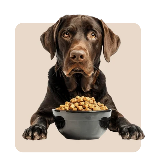 Dog Bowls & Feeders