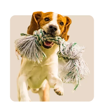 Dog Toys