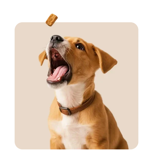 Dog Training