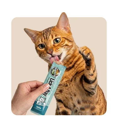 Cat Grooming