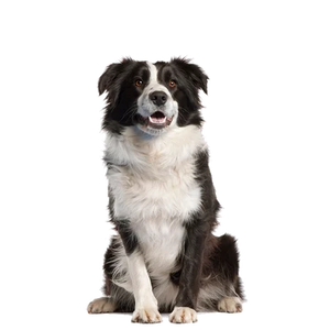 Medium Breeds