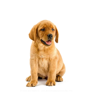 Puppy