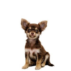 Toy Breeds